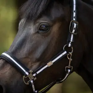 Halsters & Touwen