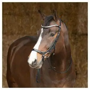 Harry Horse Anatomic Lacque hoofdstel