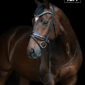TESS Trens Slim Bridle Brown